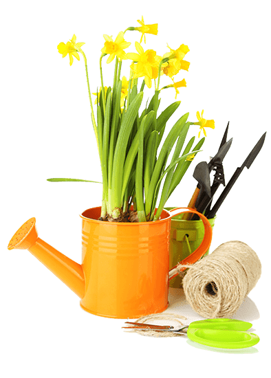 flowers in watering can