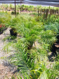 pygmy date palm planting